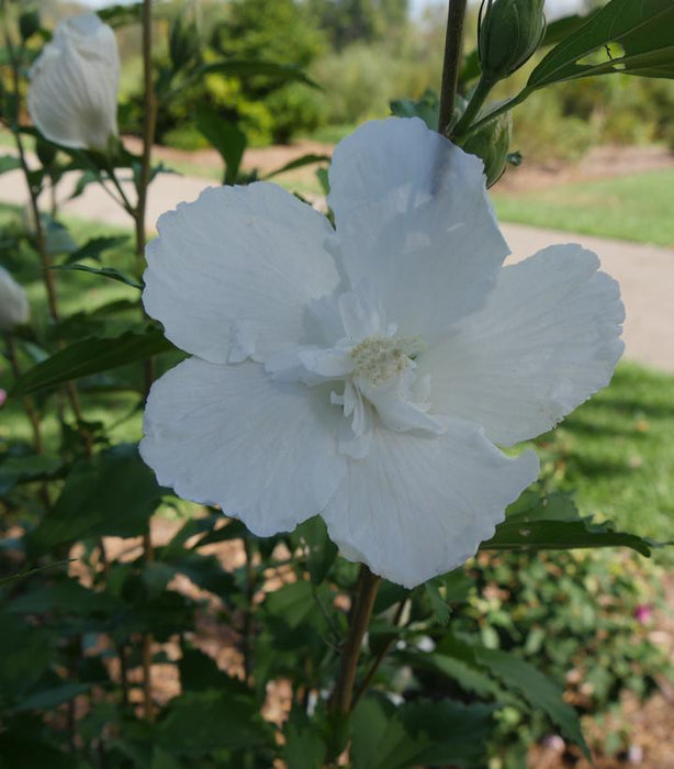 White Pillar® Rose of Sharon