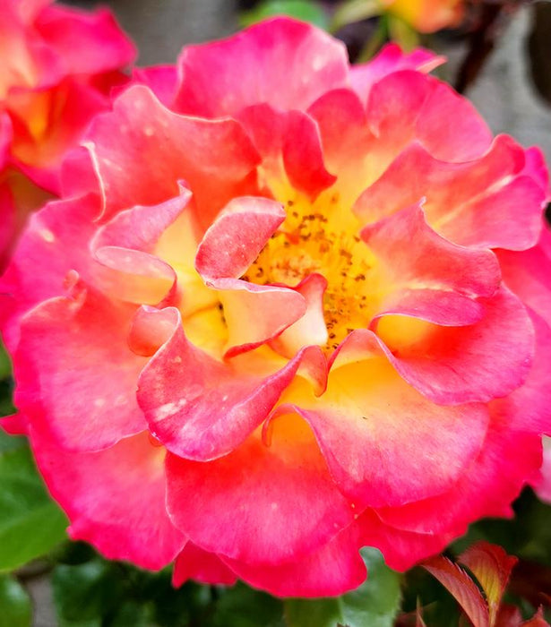 True Bloom™ True Sincerity Floribunda Rose