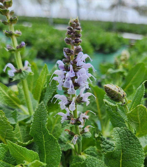 Blue Bouquetta® Meadow Sage