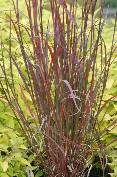 Rain Dance Big Bluestem Grass