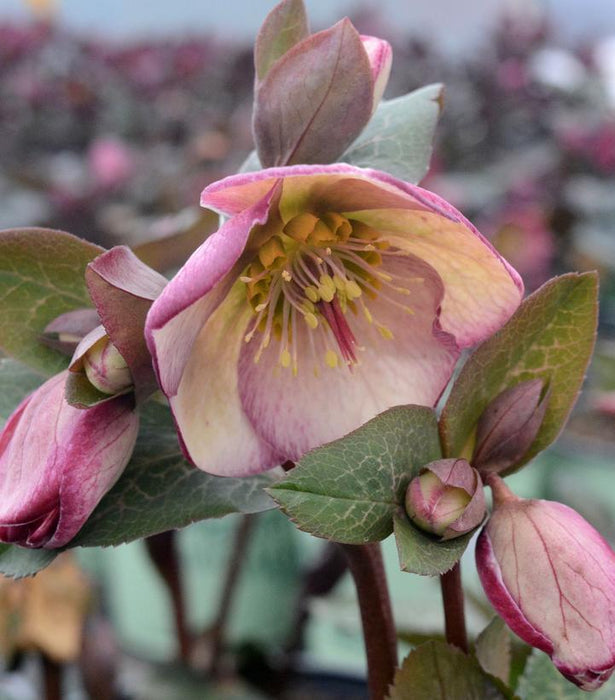 FrostKiss® Glenda's Gloss Lenten Rose