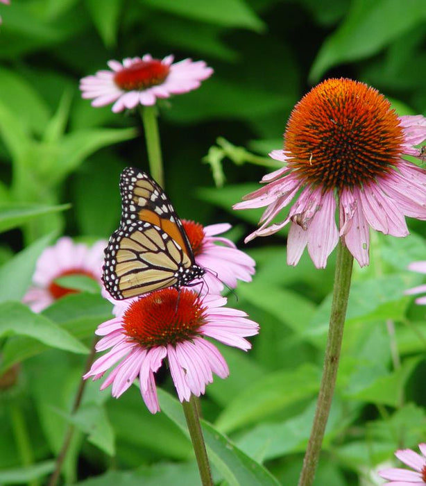 Magnus Coneflower