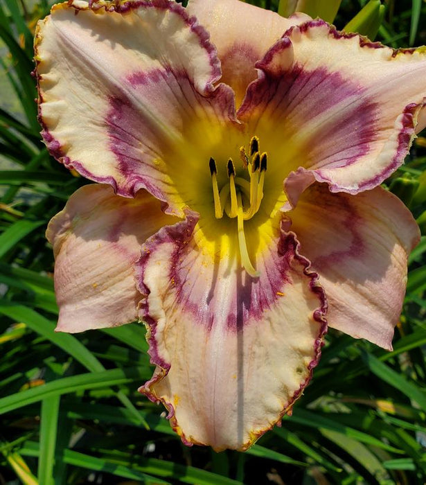 Handwriting on the Wall Daylily