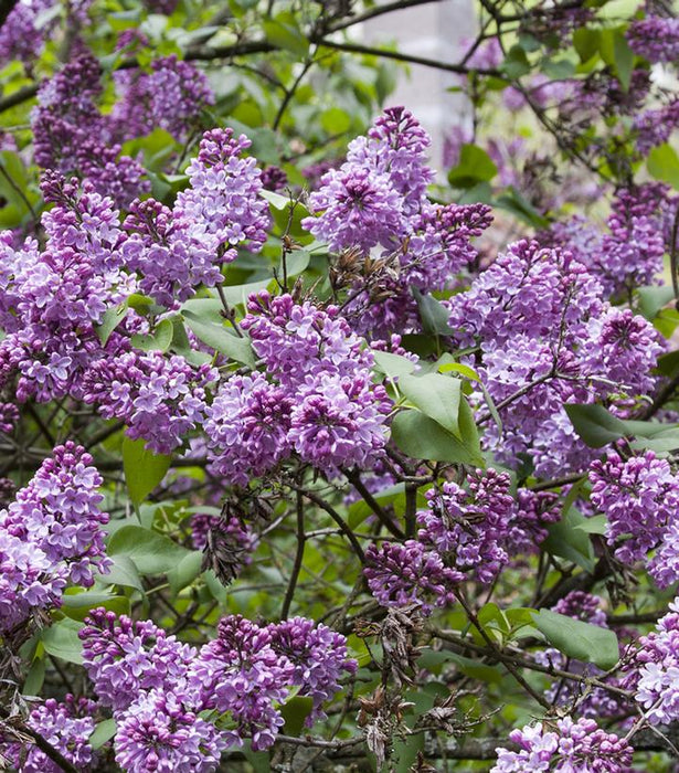 Common Lilac