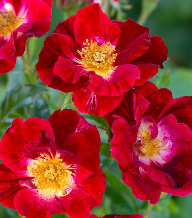 Red Streamer Climbing Rose