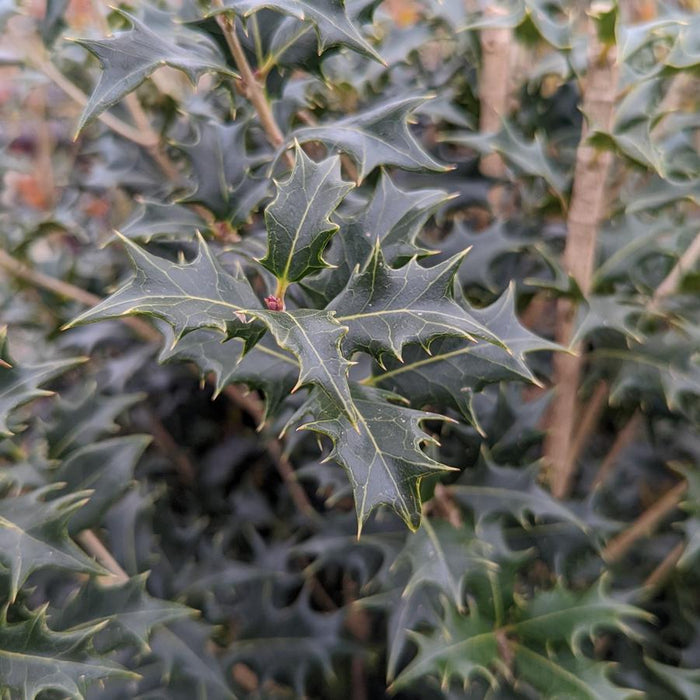 Gulftide False Holly (Osmanthus)