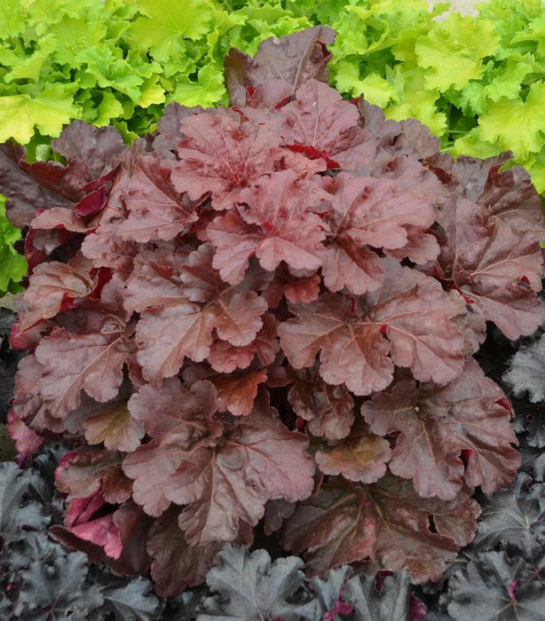 Primo Mahogany Monster Coral Bells