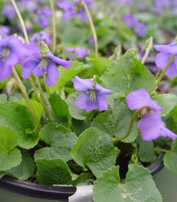 Common Blue Violet