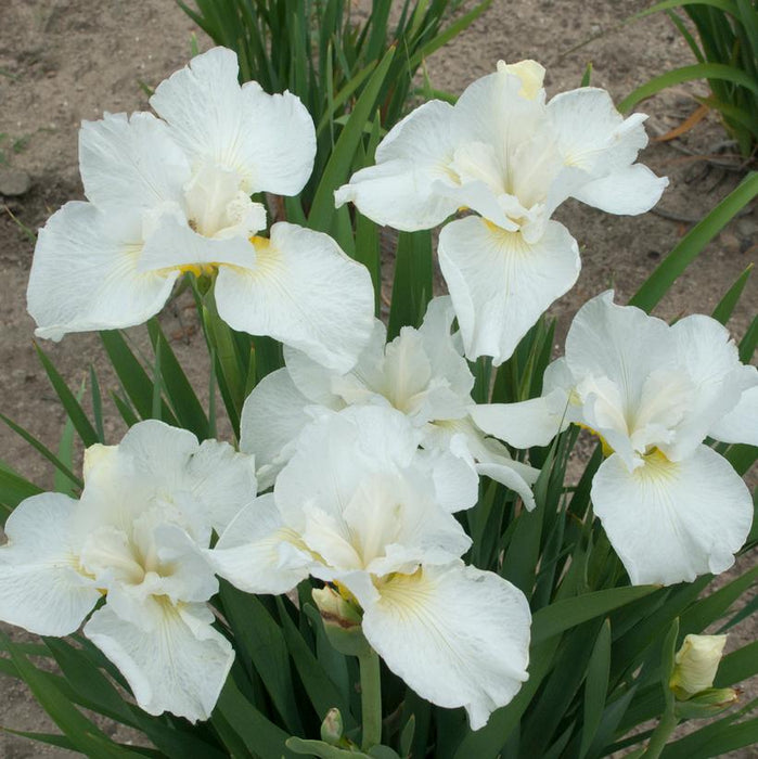 Renown German Bearded Iris