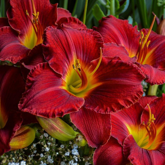 Prairie Wildfire Daylily