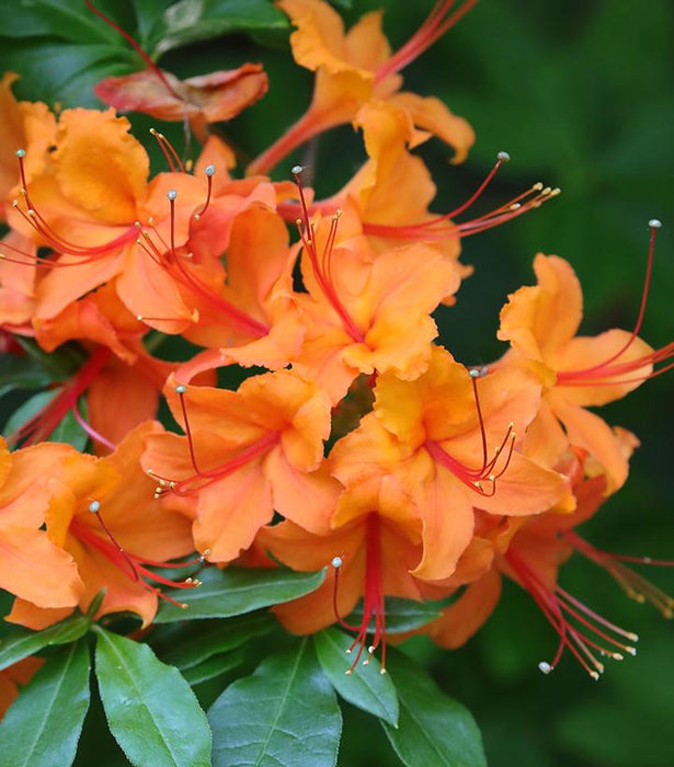 Flame Azalea