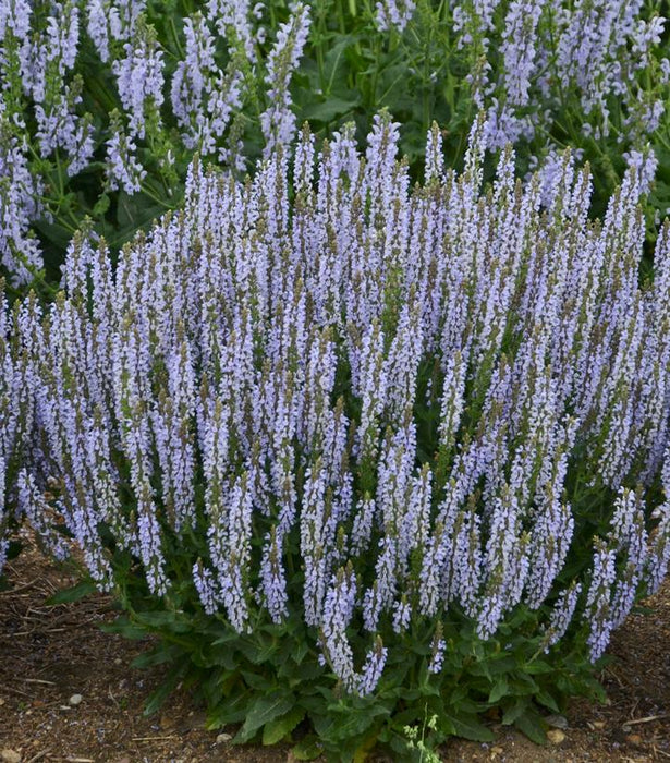 Perfect Profusion Salvia