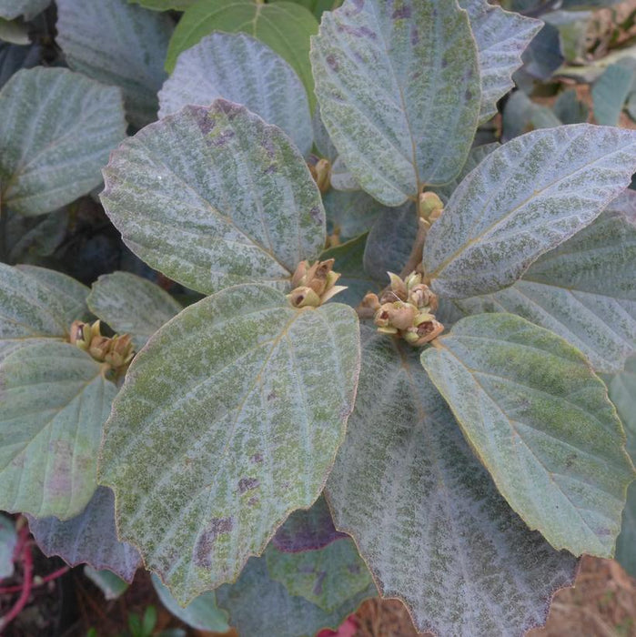 Blue Shadow Fothergilla