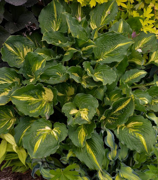 Lakeside Paisley Print Hosta