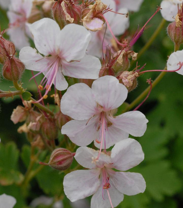 Dwarf Cranesbill Geranium