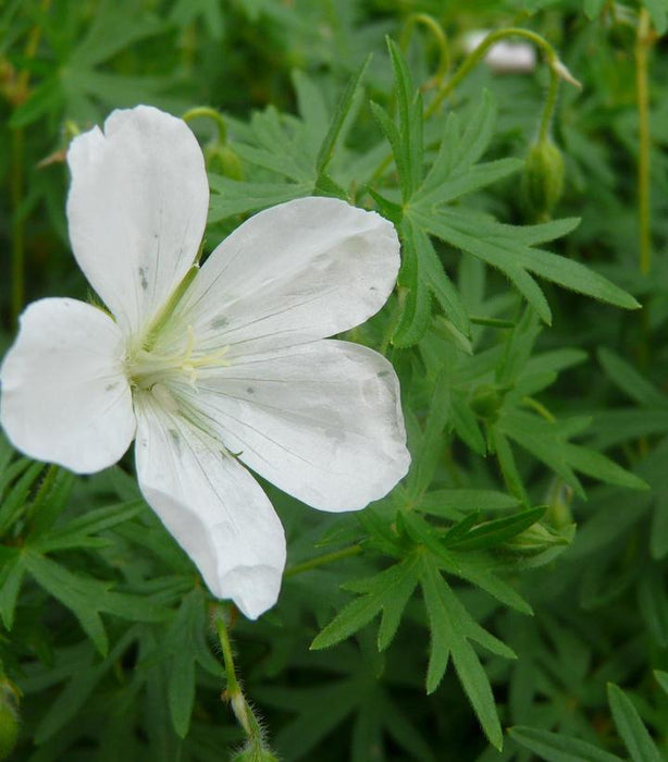 White Cranesbill Geranium