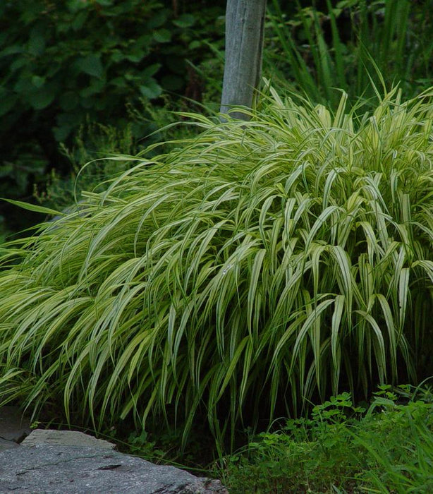 Golden Variegated Hakone Grass