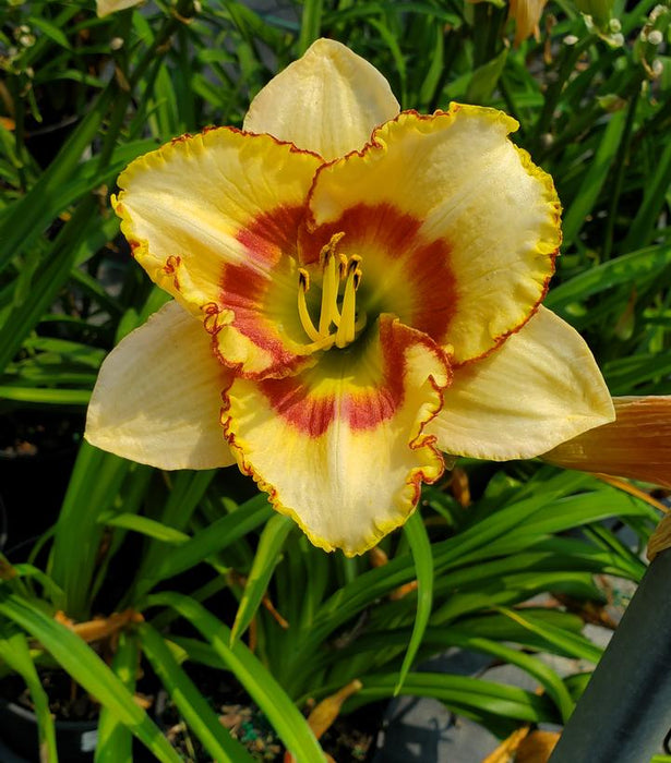 Custard Candy Daylily