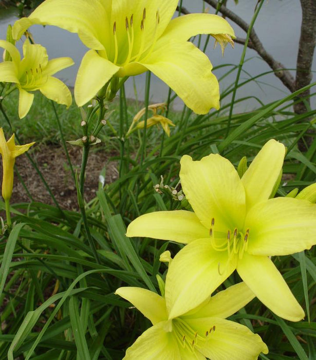 Hyperion Daylily