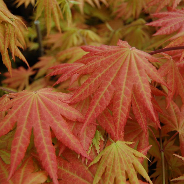 Autumn Moon Maple