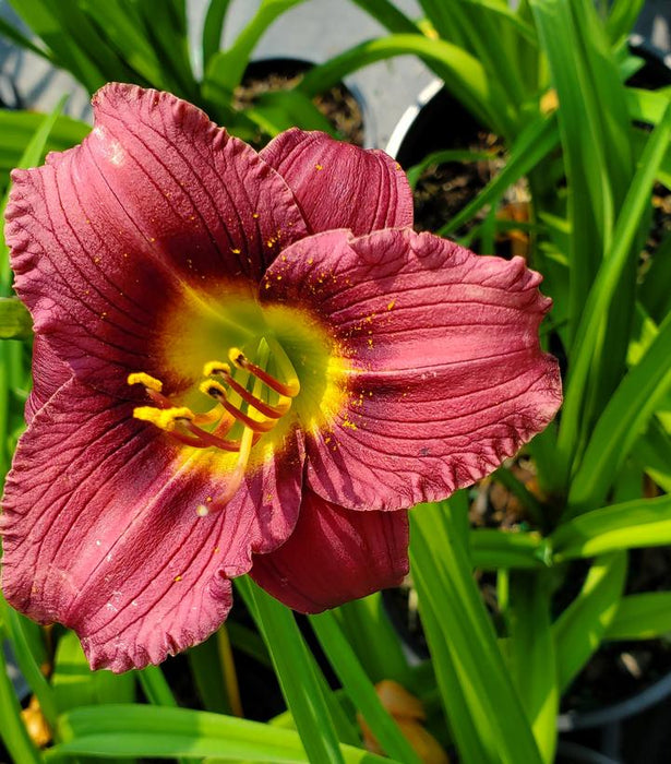 Little Grapette Daylily