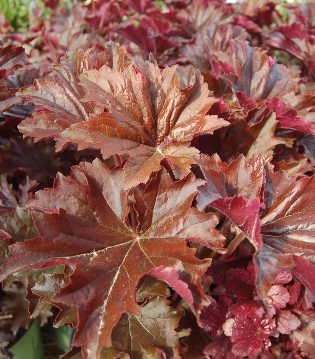 Bronze Wave Coral Bells