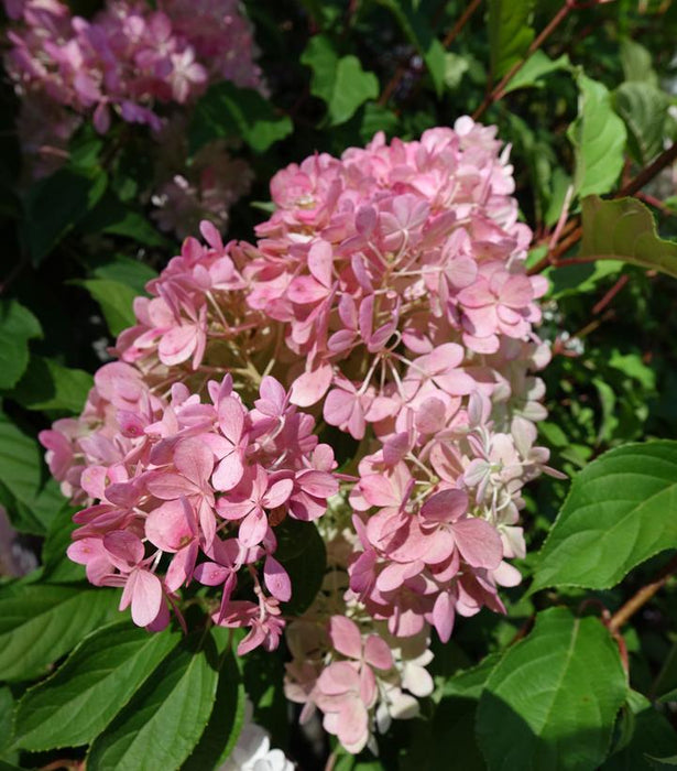 Vanilla Strawberry™ Panicle Hydrangea