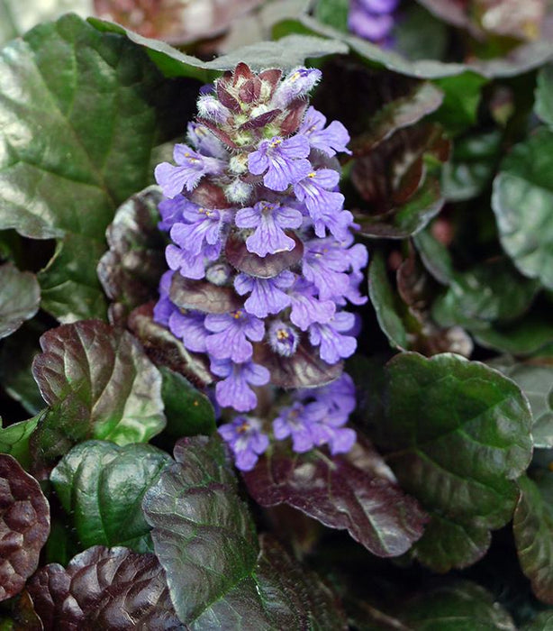 Black Scallop Bugle Weed