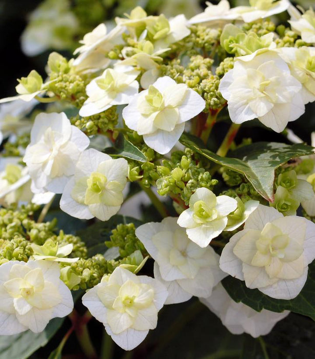 Wedding Gown Hydrangea