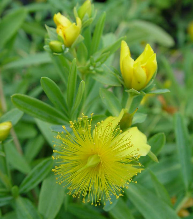 Sunburst St. John's Wort