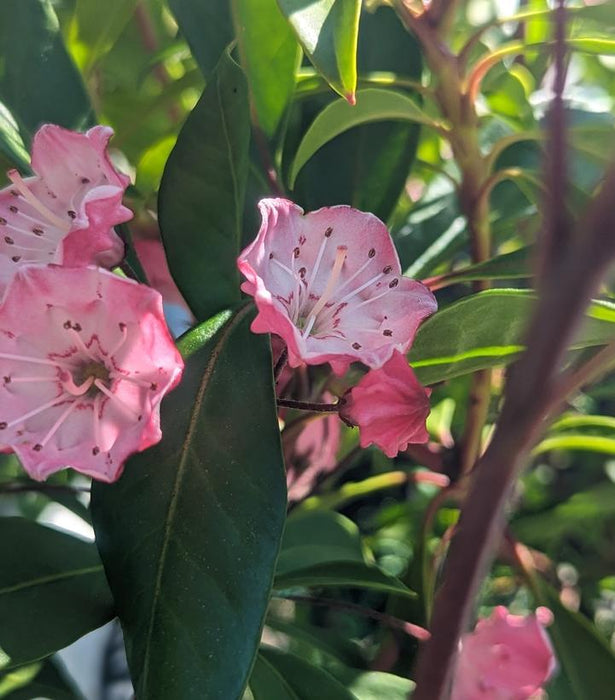 Nipmuck Mountain Laurel