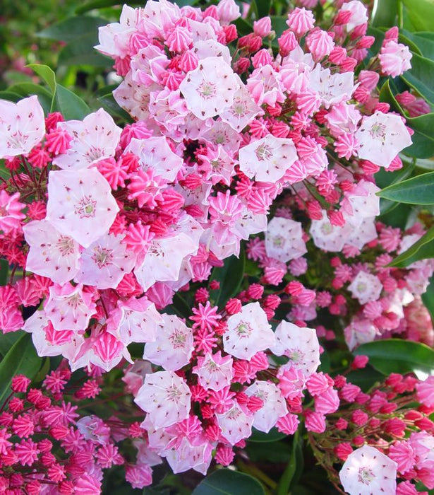 Nathan Hale Mountain Laurel