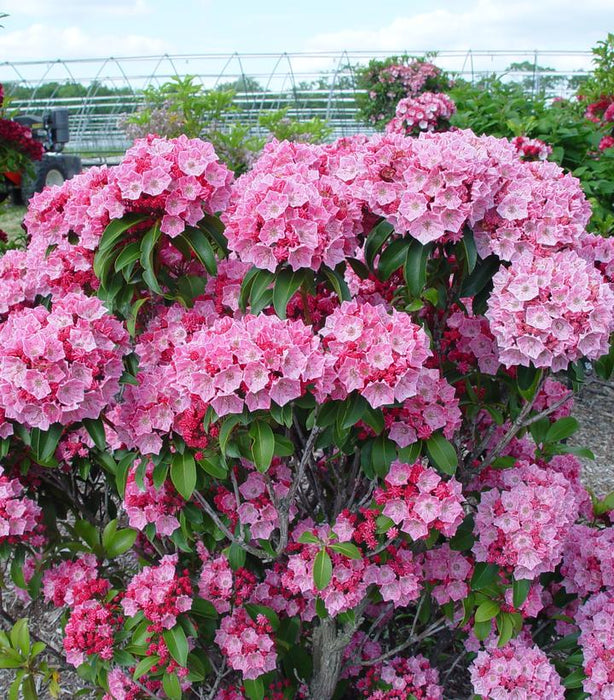 Pink Globe Mountain Laurel