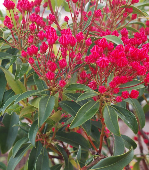 Stoplight Mountain Laurel