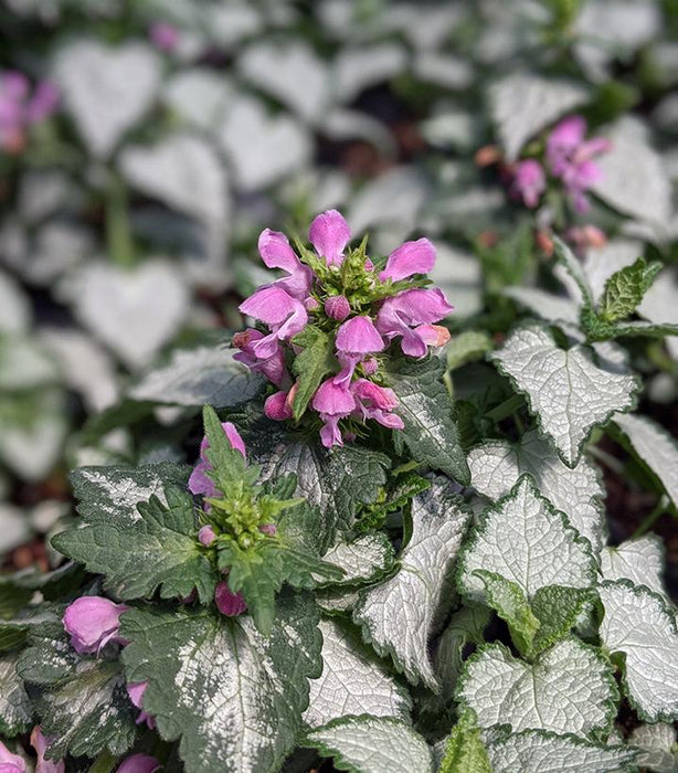 Pink Chablis Dead Nettle