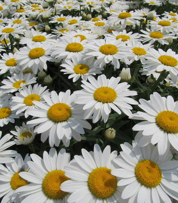 Snowcap Shasta Daisy