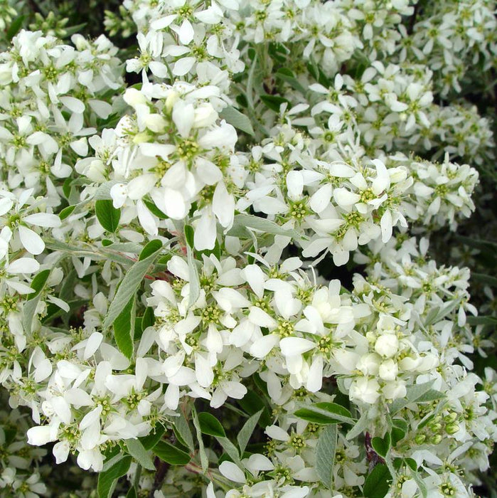 Shadblow Serviceberry