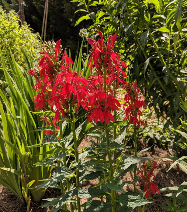 Cardinal Flower