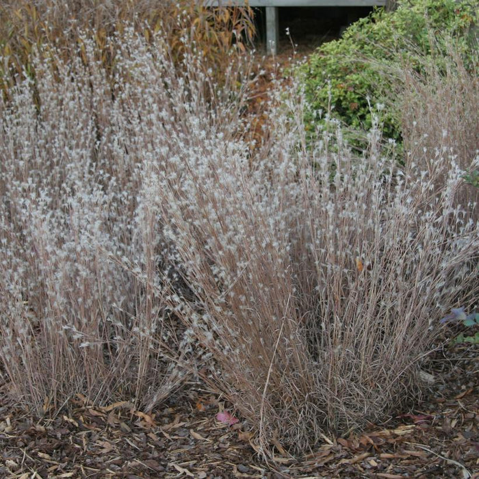 Black Mountain Bluestem Grass