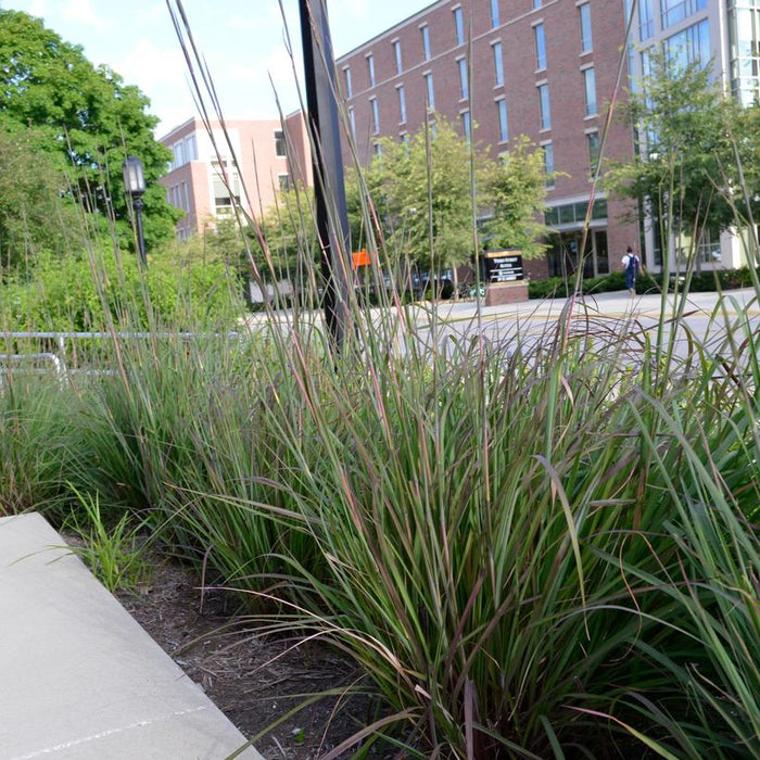 Karl's Cousin Bluestem Grass