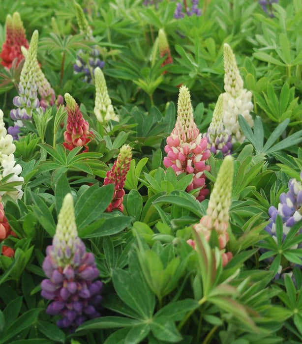 Russell Hybrids Lupine