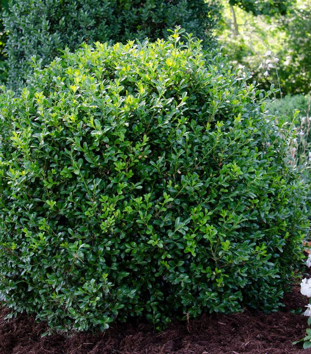 NewGen Independence® Boxwood