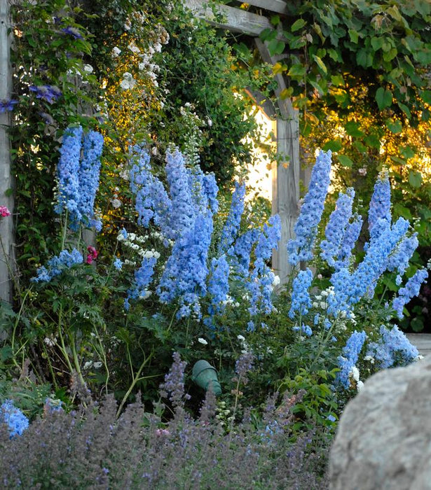 New Millennium Blue Lace Delphinium