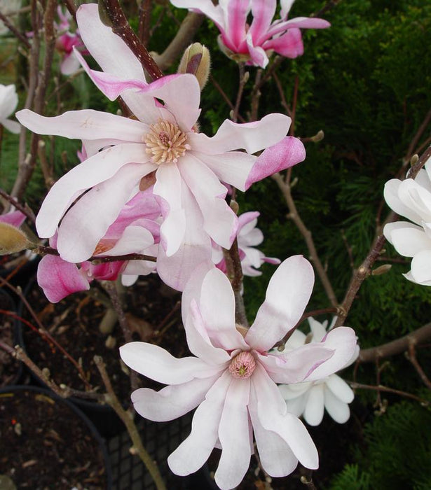 Leonard Messel Magnolia Tree