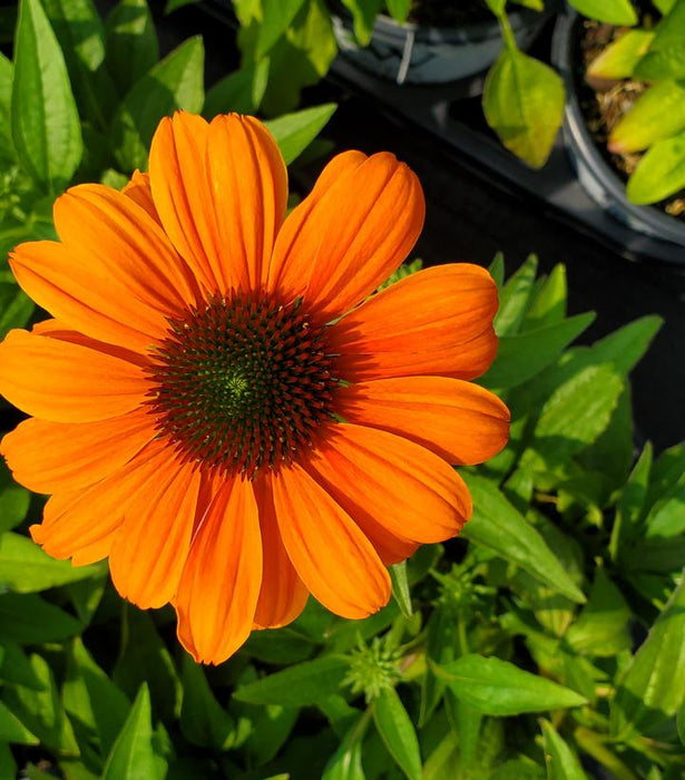 Color Coded® Orange You Awesome Coneflower