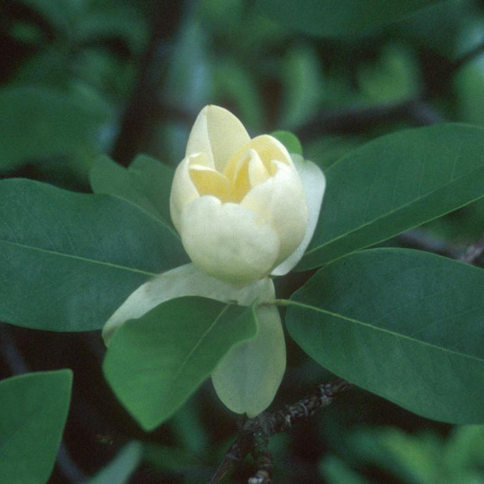 Moonglow Sweetbay Magnolia Tree