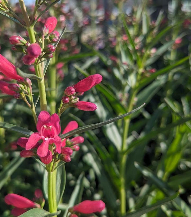 Pristine Deep Rose Beardtongue