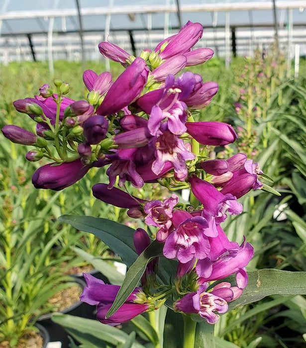 Pristine Lilac Purple Beardtongue