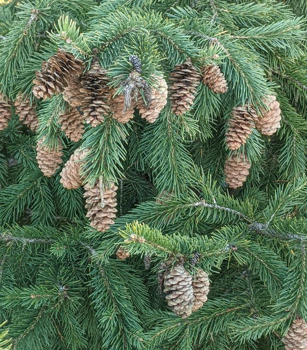 Black Hills Spruce/ Densata White Spruce — Gardens of the World