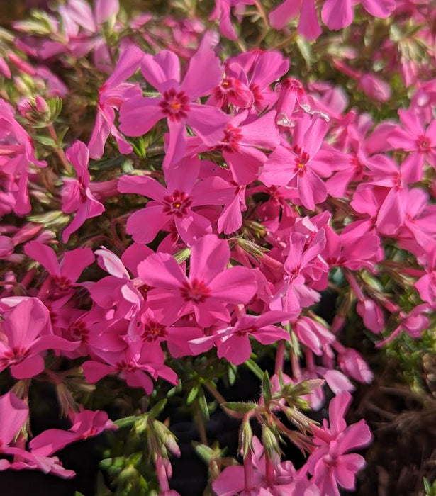 Spring Hot Pink Moss Phlox